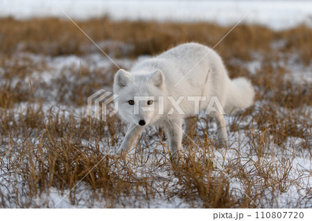Arctic fox in winter time in Siberian tundra Arctic fox in winter time in Siberian tundra 110807720