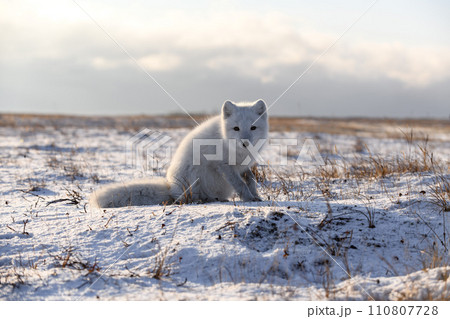 Arctic fox (Vulpes Lagopus) in wilde tundra. Arctic fox sitting. Arctic fox (Vulpes Lagopus) in wilde tundra. Arctic fox sitting. 110807728