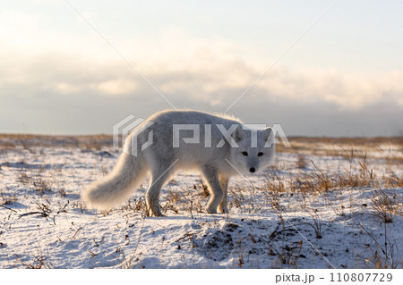 Arctic fox in winter time in Siberian tundra 110807729