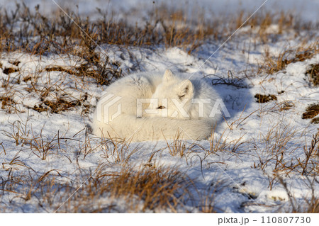 Arctic fox (Vulpes Lagopus) in wilde tundra. Arctic fox lying. Sleeping in tundra. 110807730