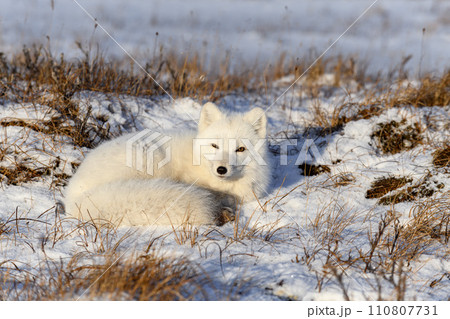 Arctic fox (Vulpes Lagopus) in wilde tundra. Arctic fox lying. Sleeping in tundra. 110807731