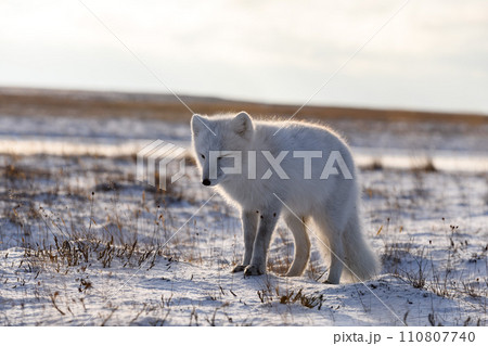 Arctic fox in winter time in Siberian tundra 110807740