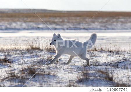 Arctic fox in winter time in Siberian tundra 110807742