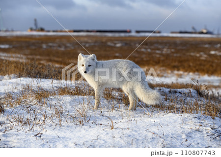 Arctic fox in winter time in Siberian tundra Arctic fox in winter time in Siberian tundra 110807743