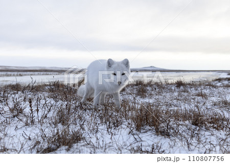 Arctic fox in winter time in Siberian tundra Arctic fox in winter time in Siberian tundra 110807756