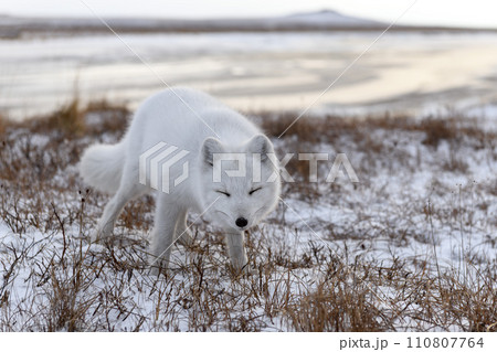 Arctic fox in winter time in Siberian tundra Arctic fox in winter time in Siberian tundra 110807764