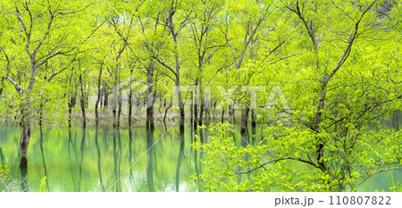 新緑に包まれた青い池 110807822