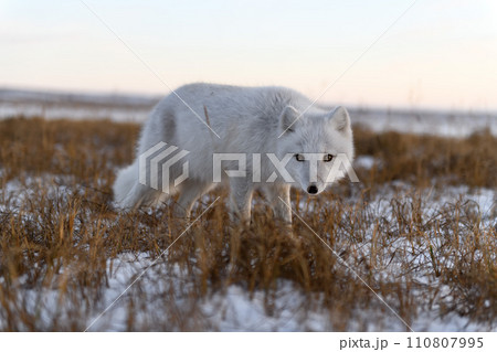 Arctic fox in winter time in Siberian tundra 110807995