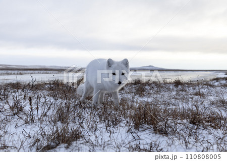 Arctic fox in winter time in Siberian tundra 110808005