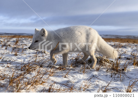 Arctic fox in winter time in Siberian tundra 110808021