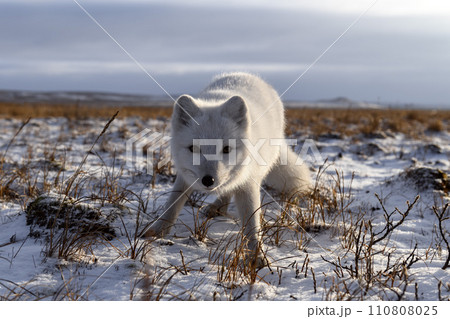 Arctic fox in winter time in Siberian tundra 110808025