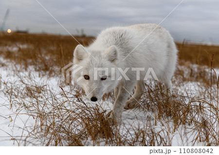 Arctic fox in winter time in Siberian tundra 110808042