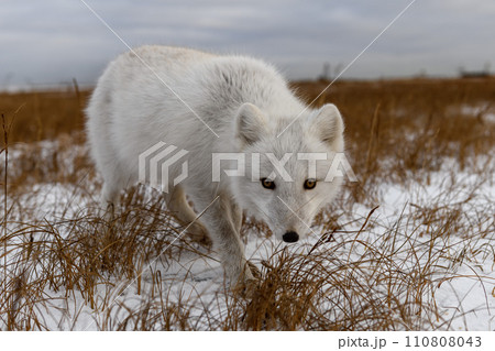 Arctic fox in winter time in Siberian tundra 110808043