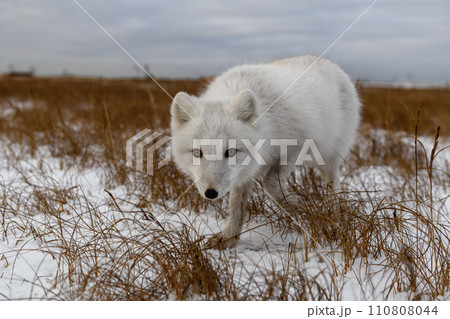 Arctic fox in winter time in Siberian tundra 110808044