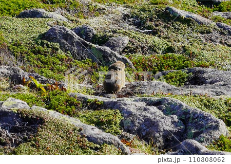ニぺソツ山前天狗岳岩場のナキウサギ ニぺソツ山前天狗岳岩場のナキウサギ 110808062
