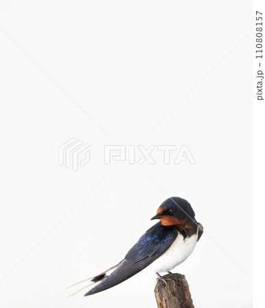 木に止まるツバメ 110808157