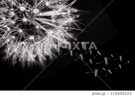 Macro dandelion air cloud, like the aerial webs of a dandelion web, on the black background Macro dandelion air cloud, like the aerial webs of a dandelion web, on the black background 110808203