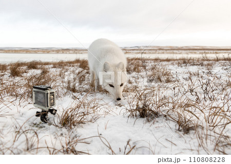 Arctic fox (Vulpes Lagopus) in winter time in Siberian tundra and action camera 110808228
