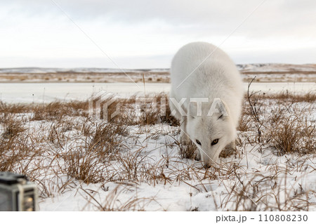 Arctic fox (Vulpes Lagopus) in winter time in Siberian tundra and action camera 110808230