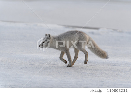 Arctic fox (Vulpes Lagopus) in winter time in Siberian tundra Arctic fox (Vulpes Lagopus) in winter time in Siberian tundra 110808231