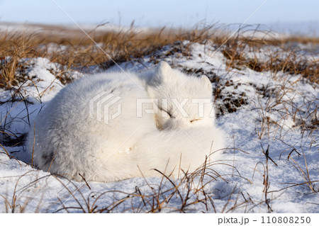 Arctic fox (Vulpes Lagopus) in wilde tundra. Arctic fox lying. Sleeping in tundra. Arctic fox (Vulpes Lagopus) in wilde tundra. Arctic fox lying. Sleeping in tundra. 110808250