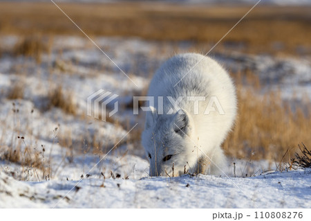 Arctic fox (Vulpes Lagopus) in wilde tundra. Arctic fox on the beach. 110808276