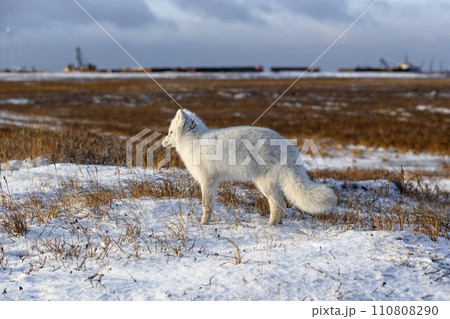 Arctic fox (Vulpes Lagopus) in winter time in Siberian tundra Arctic fox (Vulpes Lagopus) in winter time in Siberian tundra 110808290