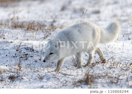 Arctic fox (Vulpes Lagopus) in winter time in Siberian tundra 110808294