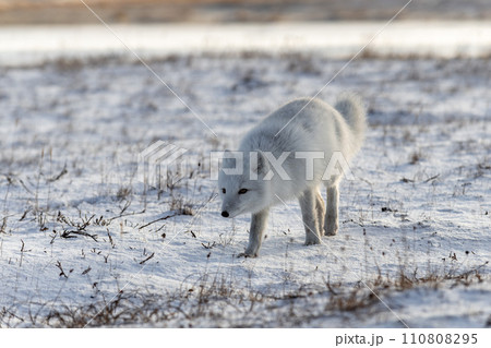 Arctic fox (Vulpes Lagopus) in winter time in Siberian tundra 110808295
