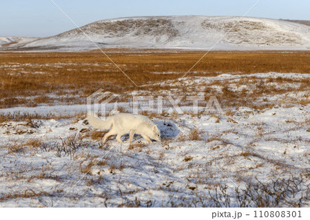Arctic fox (Vulpes Lagopus) in winter time in Siberian tundra Arctic fox (Vulpes Lagopus) in winter time in Siberian tundra 110808301