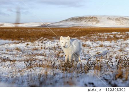 Arctic fox (Vulpes Lagopus) in winter time in Siberian tundra Arctic fox (Vulpes Lagopus) in winter time in Siberian tundra 110808302