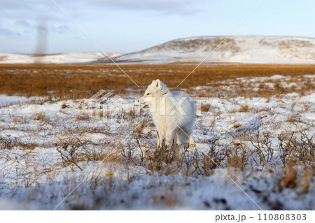 Arctic fox (Vulpes Lagopus) in winter time in Siberian tundra 110808303