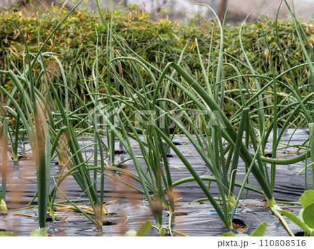 長葱の野菜畑 長葱の野菜畑 110808516
