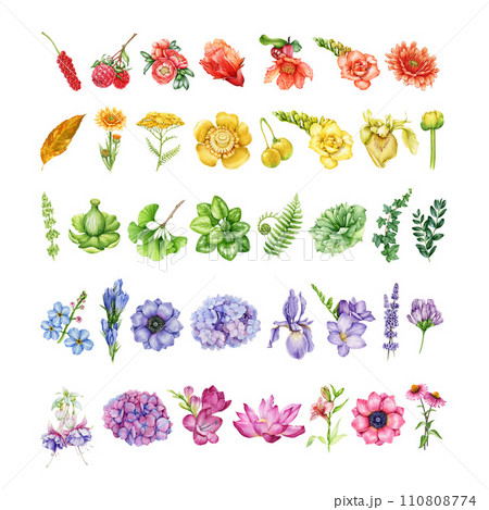 Garden flowers in rainbow colors set. Watercolor illustration. Hand drawn different garden flowers, herbs, greens in rainbow colors. Floral vintage style element set. White background 110808774