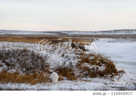 Two arctic foxes (Vulpes Lagopus) in wilde tundra. Arctic fox on the beach. 110808917