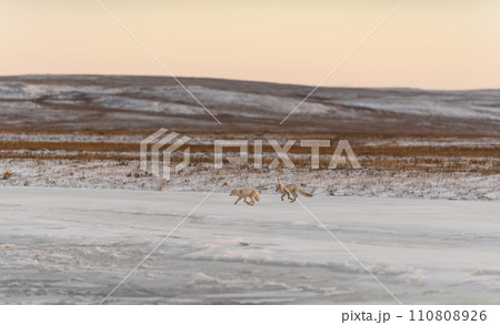 Two arctic foxes (Vulpes Lagopus) in wilde tundra. Arctic fox on the beach. Two arctic foxes (Vulpes Lagopus) in wilde tundra. Arctic fox on the beach. 110808926