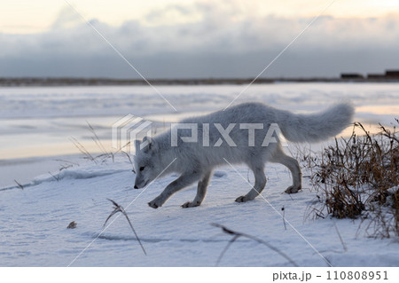 Arctic fox (Vulpes Lagopus) in winter time in Siberian tundra 110808951