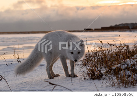 Arctic fox in winter time in Siberian tundra close up. 110808956