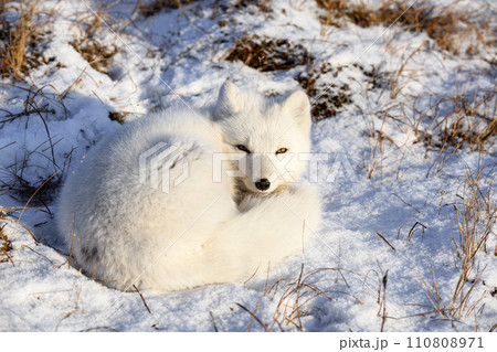 Arctic fox (Vulpes Lagopus) in wilde tundra. Arctic fox lying. Sleeping in tundra. 110808971