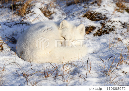 Arctic fox (Vulpes Lagopus) in wilde tundra. Arctic fox lying. Sleeping in tundra. 110808972