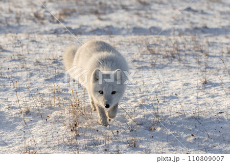 Arctic fox (Vulpes Lagopus) in winter time in Siberian tundra 110809007