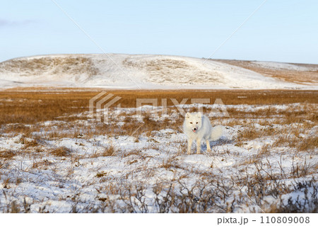 Arctic fox (Vulpes Lagopus) in winter time in Siberian tundra 110809008