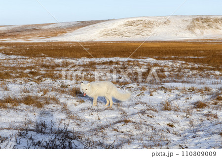 Arctic fox (Vulpes Lagopus) in winter time in Siberian tundra 110809009