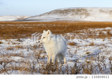 Arctic fox (Vulpes Lagopus) in winter time in Siberian tundra 110809011