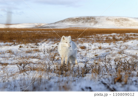 Arctic fox (Vulpes Lagopus) in winter time in Siberian tundra 110809012