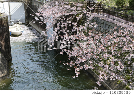 春の琵琶湖疏水の桜 110809589