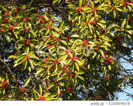 ナナミノキの実 110809659