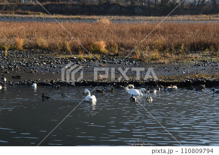 犀川白鳥湖の白鳥と鴨 長野 犀川白鳥湖の白鳥と鴨 長野 110809794