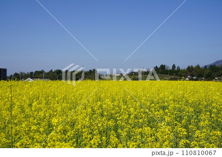 満開の菜の花畑(岡山県奈義町の風景) 満開の菜の花畑(岡山県奈義町の風景) 110810067