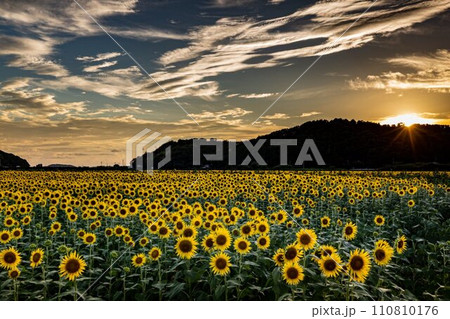 夕日に染まるひまわり畑 110810176